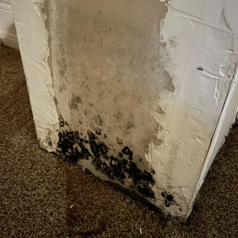 Professional Mold Removal in Sherman, TX